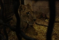 Madona presentaba lesiones expuestas en patas traseras y zonas sin pelo. (Cortesía)