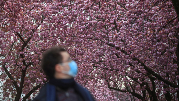 Un hombre con mascarilla camina bajo unos cerezos en flor en Bonn (Alemania), el 15 de abril de 2021. 