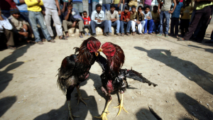 Pelea de gallos en Nueva Delhi, la India, 28 de noviembre de 2010.