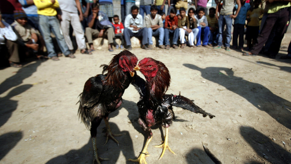 Pelea de gallos en Nueva Delhi, la India, 28 de noviembre de 2010.