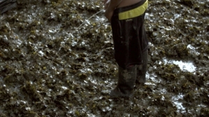 Imagen perteneciente a la serie documental de seis capítulos 'Amazonas clandestino'. En ella se puede ver cómo uno de los químicos orina encima de las hojas de coca «para darle sabor» al producto, según admite él mismo.