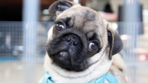 10.000 años después, ¿cómo son los perros tan diferentes, si pertenecen a la misma especie?