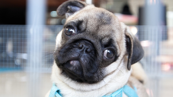 10.000 años después, ¿cómo son los perros tan diferentes, si pertenecen a la misma especie?