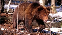 Un oso sobrevive tras ser atropellado por un tren en Siberia