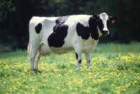Una vaca doméstica ('Bos taurus')