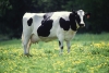 Una vaca doméstica (&#039;Bos taurus&#039;)