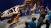 La subasta en eBay del rarísimo fósil de un bebé de &#039;T. rex&#039; por 3 millones de dólares indigna a los científicos