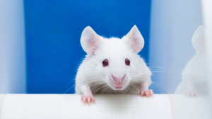 Las ratas pueden 'bailar' al son de la música al igual que los humanos