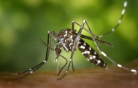 Confirma que el insecticida contra el dengue estaba caduco