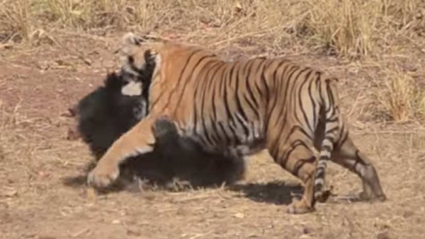 Publican video de la escarnizada pelea de un tigre con una osa