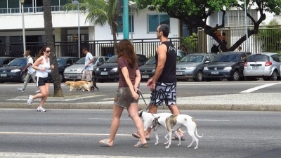 Se calcula que en Nueva York hay más de 600.000 perros