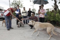 Perro callejero salva la vida a un bebé abandonado en basurero