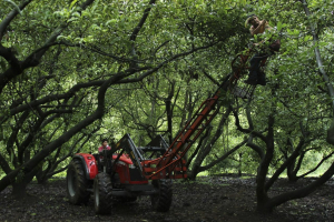 Jornaleros del municipio de Peribán, Michoacán, recolectan aguacates, producto cuyas exportaciones, según el Banco de México, sumaron tres mil 85 millones de dólares en 2021, mientras cortadores y sembradores ganan entre 200 y 300 pesos por día.
