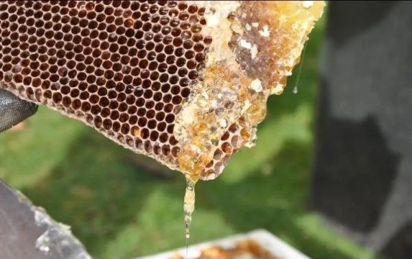 Personal especializado en el manejo de abejas, localizó en el interior de algunas de las cajas, aproximadamente 125 kilos de fentanilo. 