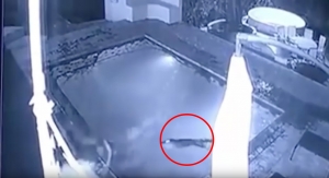 Una pareja atacada por un cocodrilo en una piscina en un Hotel en África
