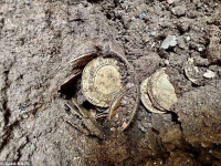 Encuentran bajo el suelo de su casa 264 monedas antiguas de oro valoradas en 290.000 dólares