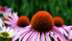 La equinácea purpurea.