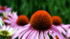 La equinácea purpurea.