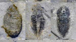 Los fósiles de cuerpo blando de "Huayuan biota".