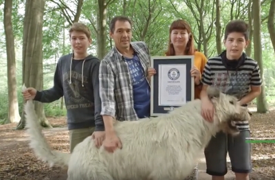 Conoce al perro con la cola más larga del mundo (VIDEO)