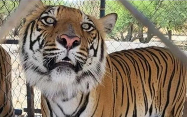 Se desconoce el motivo por el que se encontraban en ese lugar, pero los animales fueron incautados y se presume que su tenencia era ilícita.