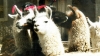 Las alpacas están acostumbradas al frío del altiplano, donde las temperaturas pueden llegar hasta los 14º bajo cero, pero en esta ocasión llegaron a menos 20º.