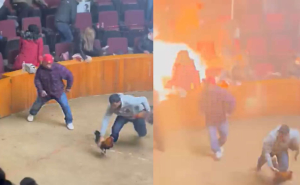 Momento en el que explota una granada durante una pelea de gallos en Hidalgo