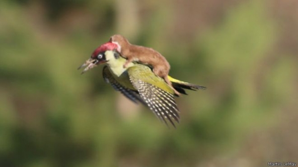 ¿Una nueva forma de volar para la comadreja o un pájaro carpintero intentando escapar de un mamífero depredador? 