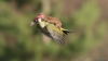¿Una nueva forma de volar para la comadreja o un pájaro carpintero intentando escapar de un mamífero depredador?