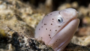 Fauna drogada: La alta concentración de cocaína en el Támesis vuelve &quot;hiperactivas&quot; a las anguilas