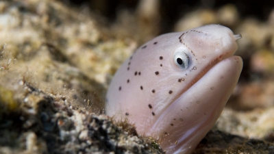 Fauna drogada: La alta concentración de cocaína en el Támesis vuelve "hiperactivas" a las anguilas