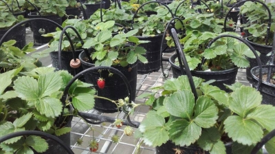Fresas editadas genéticamente con CRISPR en La Mayora
