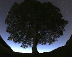 Una vista general de las estrellas sobre Sycamore Gap antes de la lluvia de meteoros de las Perseidas sobre el Muro de Adriano cerca de Bardon Mill, Inglaterra, el miércoles 12 de agosto de 2015.