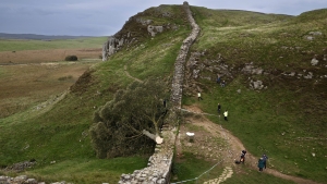 Especialistas examinan la escena de los hechos en el parque de Northumberland, tras la tala de un arce blanco de 300 años, conocido como el "árbol de Robin Hood".