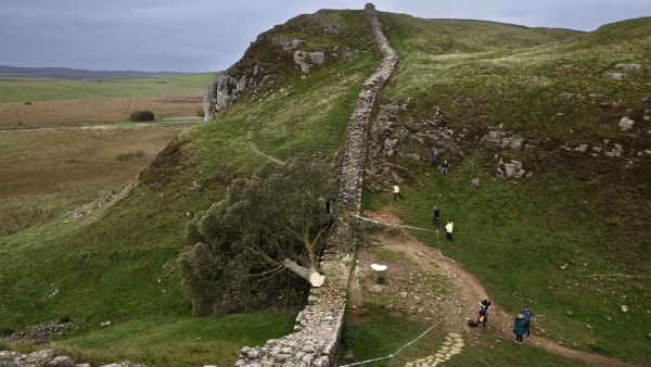 Especialistas examinan la escena de los hechos en el parque de Northumberland, tras la tala de un arce blanco de 300 años, conocido como el &quot;árbol de Robin Hood&quot;.