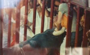 España: Hombre muere tras ser corneado por un toro en la feria de los Sanjuanes de Coria