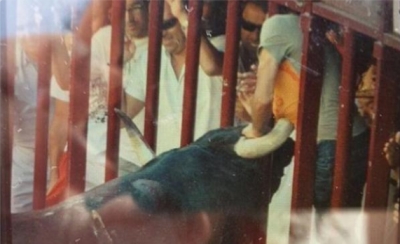 España: Hombre muere tras ser corneado por un toro en la feria de los Sanjuanes de Coria