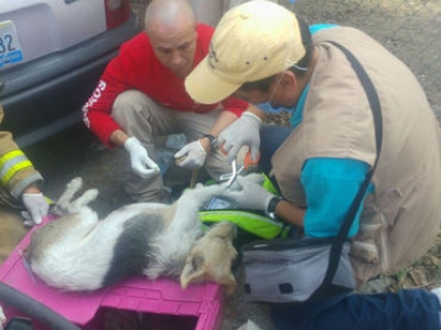 Bomberos de Zapopan acudieron a atender el reporte