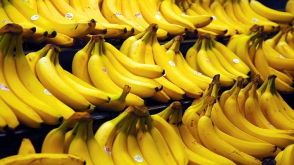 Las bananas están en peligro de extinción