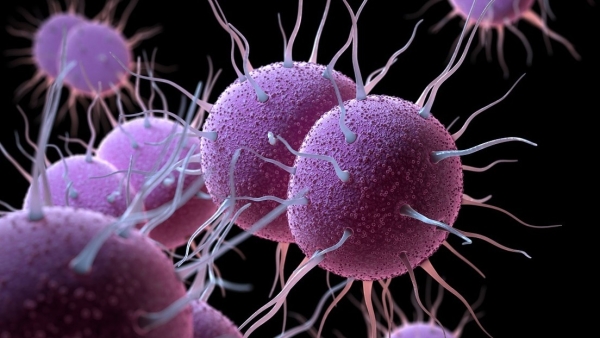 Ilustración en 3D de Neisseria gonorrhoeae, la bacteria responsable de la infección de transmisión sexual conocida por gonorrea.