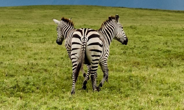 Una cebra con &#039;dos cabezas&#039; es fotografiada en Tanzania