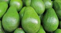 Científicos descubren beneficios inesperados del aguacate