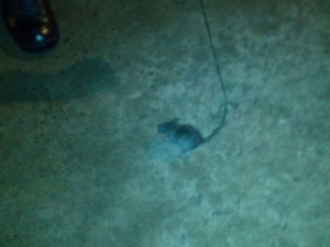 El ratón que transportaba la droga