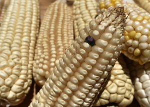 De enero a marzo de 2023, las importaciones de maíz estadunidense sumaron mil 652 millones de dólares.