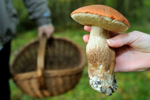 Los hongos son el equivalente a la fruta de los árboles, la parte más visible de organismos que pueden llegar a medir kilómetros de extensión.