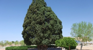 El segundo árbol más antiguo del mundo está en Irán