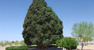 El segundo árbol más antiguo del mundo está en Irán