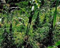 Así se veía antes de la destrucción.