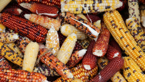 ¿Monsanto impone su ley? EE.UU. escala la disputa con México por el maíz transgénico