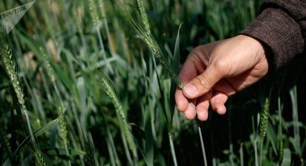 Insólito: a las plantas les entra el pánico cuando llueve